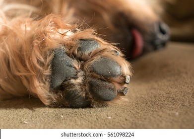 Dog Paw Pad In Macro Detail. Cute Sleeping Doggie Yorkshire Terrier Brown Hair Between Doggy Paws Worn By Years