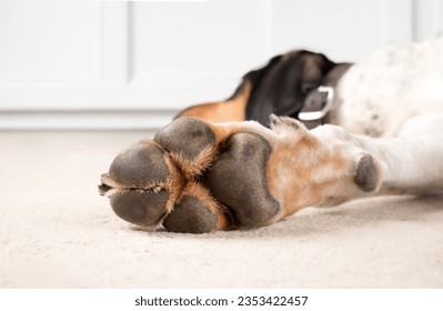 Dog paw with paw pads. Close up paw on front leg of extra large dog lying relaxed on living room floor. Paw health and anatomy concept. 2 years old male bluetick Coonhound. Selective focus. - Powered by Shutterstock