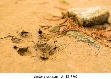 Dog Paw Print In Beach Sand