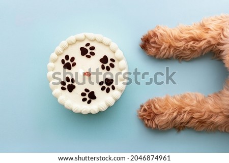 Dog with paw print birthday cake and birthday candle