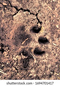 Dog Paw Print In The Dirt