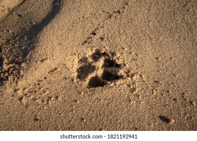 A Dog Paw Print Footprint On Beach Of Lake At Pictured Rock National Lakeshore