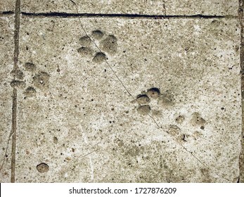 Dog Paw Print / Footprints On Dried Concrete Or Cement Walkway Looking From Above. 