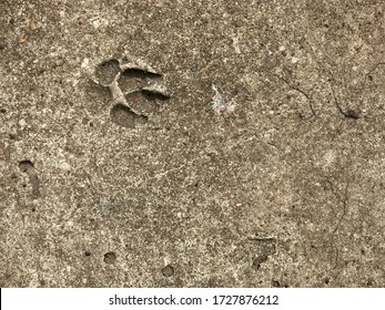 Dog Paw Print / Footprints On Dried Concrete Or Cement Walkway Looking From Above. 