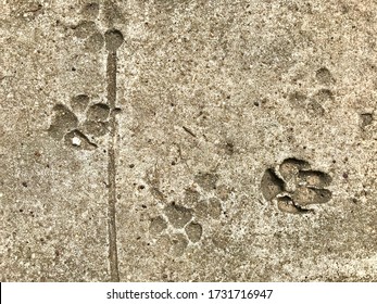 Dog Paw Print / Footprints On Dried Concrete Or Cement Walkway Looking From Above. 