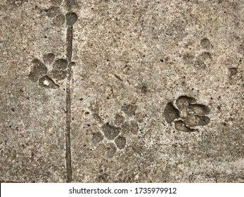 Dog Paw Print / Footprints On Dried Concrete Or Cement Walkway Looking From Above. 