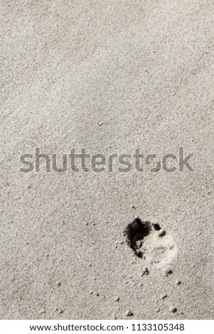dog paw print isolated on sand