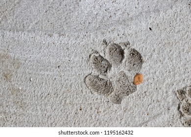 Dog Paw Print On Concrete Floor Stock Photo 1195162432 | Shutterstock