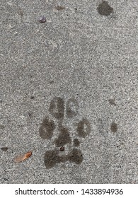 Dog Paw Print On Concrete