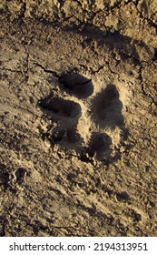                          Dog Paw Print On Dry Ground After Rain      