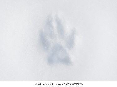 雪 犬 足跡 の画像 写真素材 ベクター画像 Shutterstock