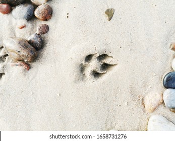 Dog Paw Print In The Sand