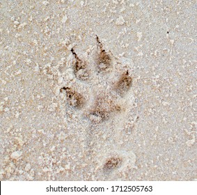 Dog Paw Print In The Sand 