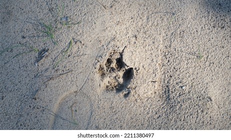 Dog Paw Print In The Sand