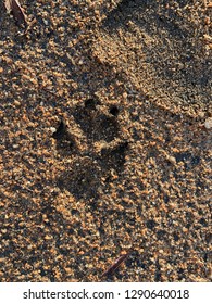 Dog Paw Print In The Sand / Dirt