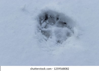 Dog Paw Print In Snoe