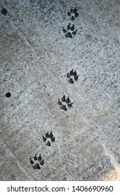 Dog Paw Prints Frozen Concrete Stock Photo (edit Now) 1406690960