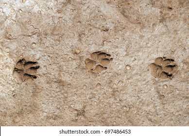 Dog Paw Prints In Mud.