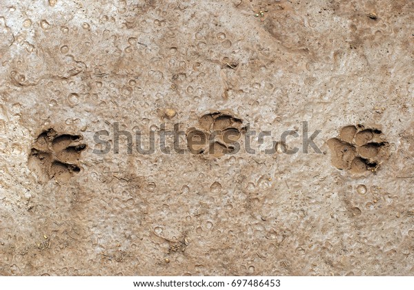 bear paw print in mud
