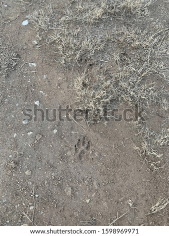 Dog paw prints in mud that has dried