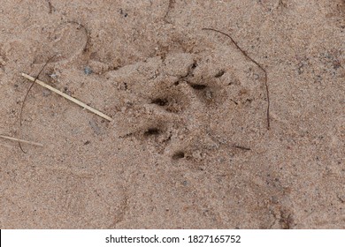 Dog Paw Prints On Wet Sand Stock Photo 1827165752 