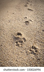 Dog Paw Prints In The Sand.