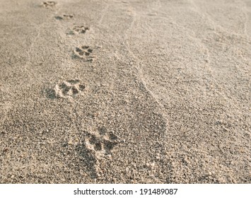 Dog Paw Prints In The Sand.