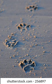 Dog Paw Prints In The Sand.