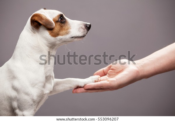 Dog paw takes the\
man. People support pets