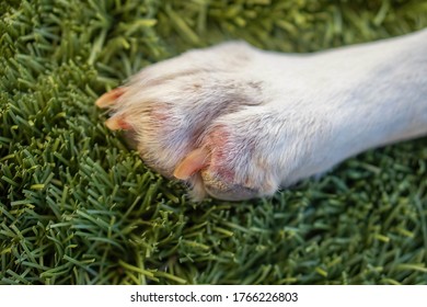 1,409 Sensitive dog Images, Stock Photos & Vectors | Shutterstock