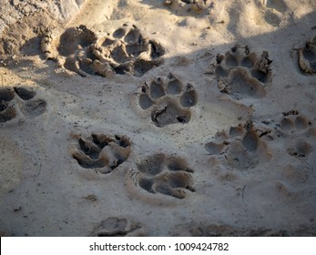 Dog Pawprints In Mud And Shade