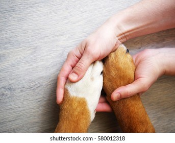 Dog paws and human hand close up, top view. Conceptual image of friendship, trust, love, the help between the person and a dog. - Shutterstock ID 580012318