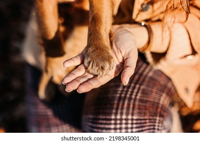 Dog paws with human hands close up. Woman walk with little English cocker spaniel puppy dog in autumn park. Pet love, friendship, trust, help between the owner and dog. - Powered by Shutterstock