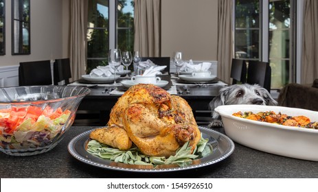 Dog With Paws Up On Counter Smelling Food For Thanksgiving Holiday Turkey Dinner 