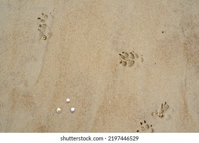 Dog Paws In The Sand, Dog Paws Reflected On The Beach, Dog On The Beach