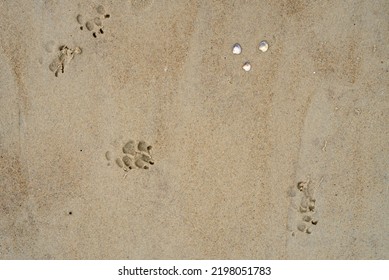 Dog Paws In The Sand, Dog Paws Reflected On The Beach, Dog On The Beach