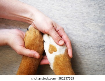 Dog paws with a spot in the form of heart and human hand close up, top view. Conceptual image of friendship, trust, love, the help between the person and a dog - Shutterstock ID 582237535