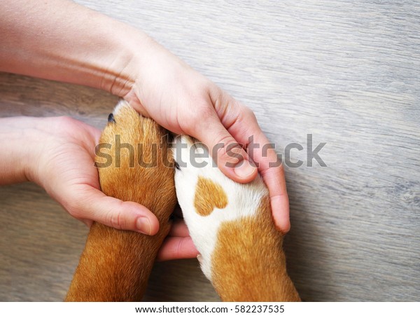 Dog paws with a spot in the form of\
heart and human hand close up, top view. Conceptual image of\
friendship, trust, love, the help between the person and a\
dog