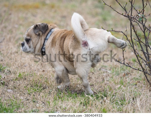 white stuff on dog's pee pee