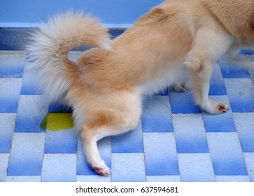 Dog Pee Home Images Stock Photos Vectors Shutterstock