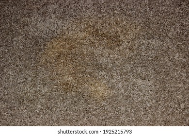 Dog Pee Stain On A Carpet In A Home