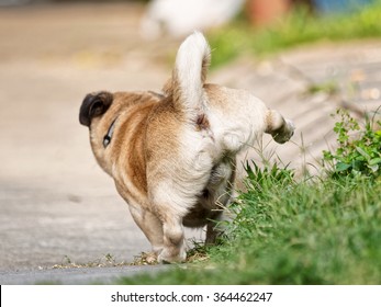 Dog Pee Standing Up, Viewed From Backwards.