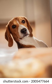 Dog peeking over the table | Cute young beagle dog peeking over the table and looking directly at the camera