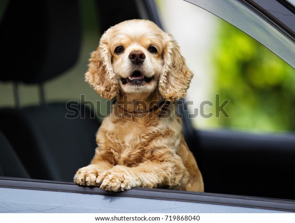 dog peeks out of the car\
window