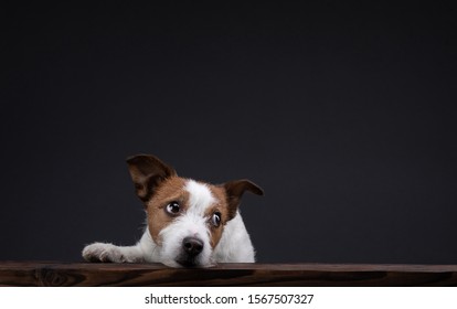 the dog peeks out of the table. little Jack Russell Terrier in the studio on a dark background