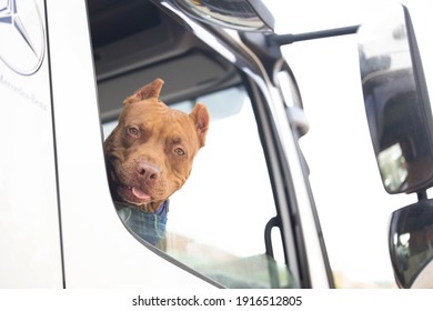 A Dog Peeks Out Of The Truck Window