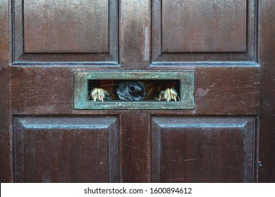 Dog Peeping Through Letterbox In Door