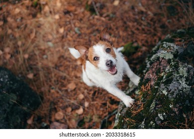 Dog Peeps Out Of Yellow Maple Leaves. Little Jack Russell In Autumn Park. 