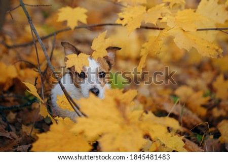 Similar – Funny dog with big yellow leaf on head