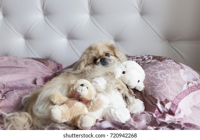 Dog Pekingese lies in bed with your favorite toy sheep